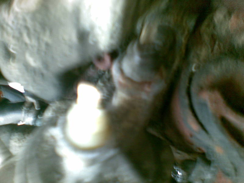 Scaled image kaki_7.jpg 