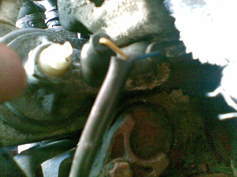 Scaled image kaki_2.jpg 